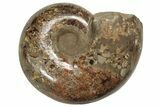 Honey-Orange Ammonite (Argonauticeras) - Befandriana, Madagascar #241030-3